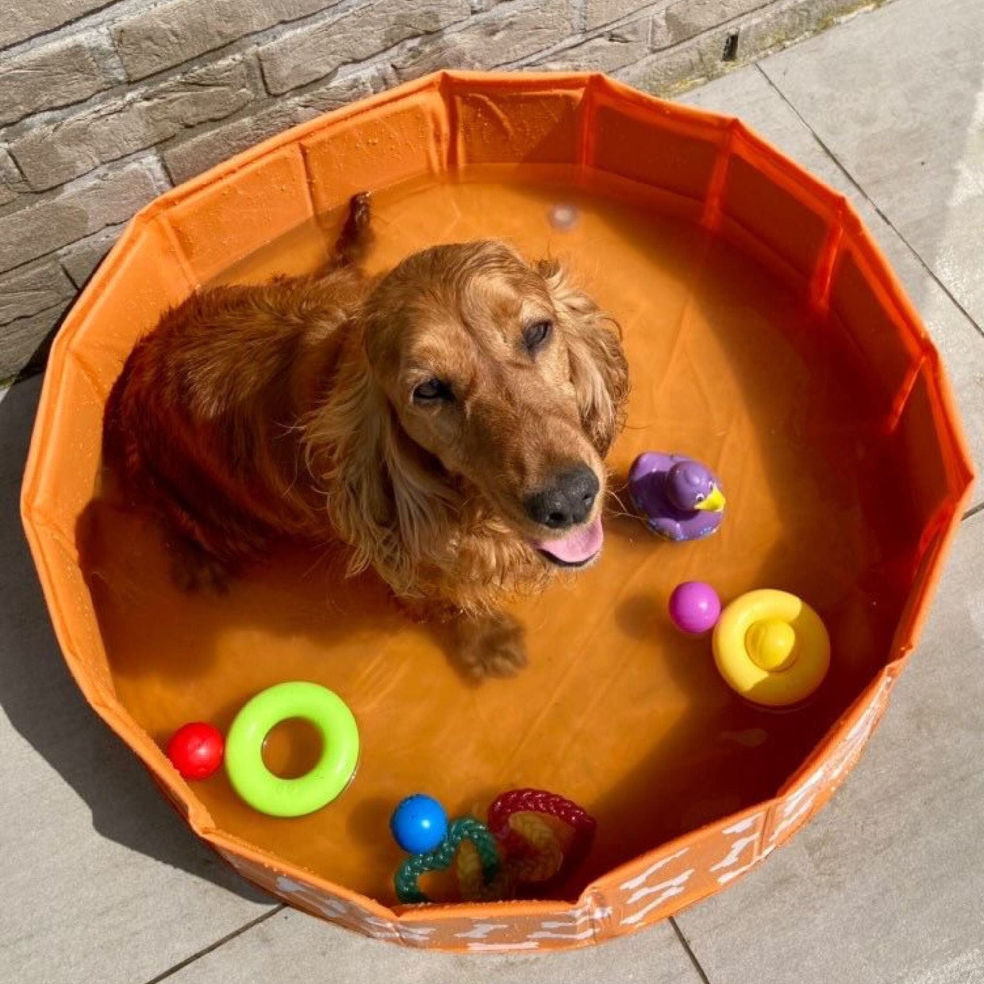 honden-zwembad-bonebash-oranje-swim-essentials-5