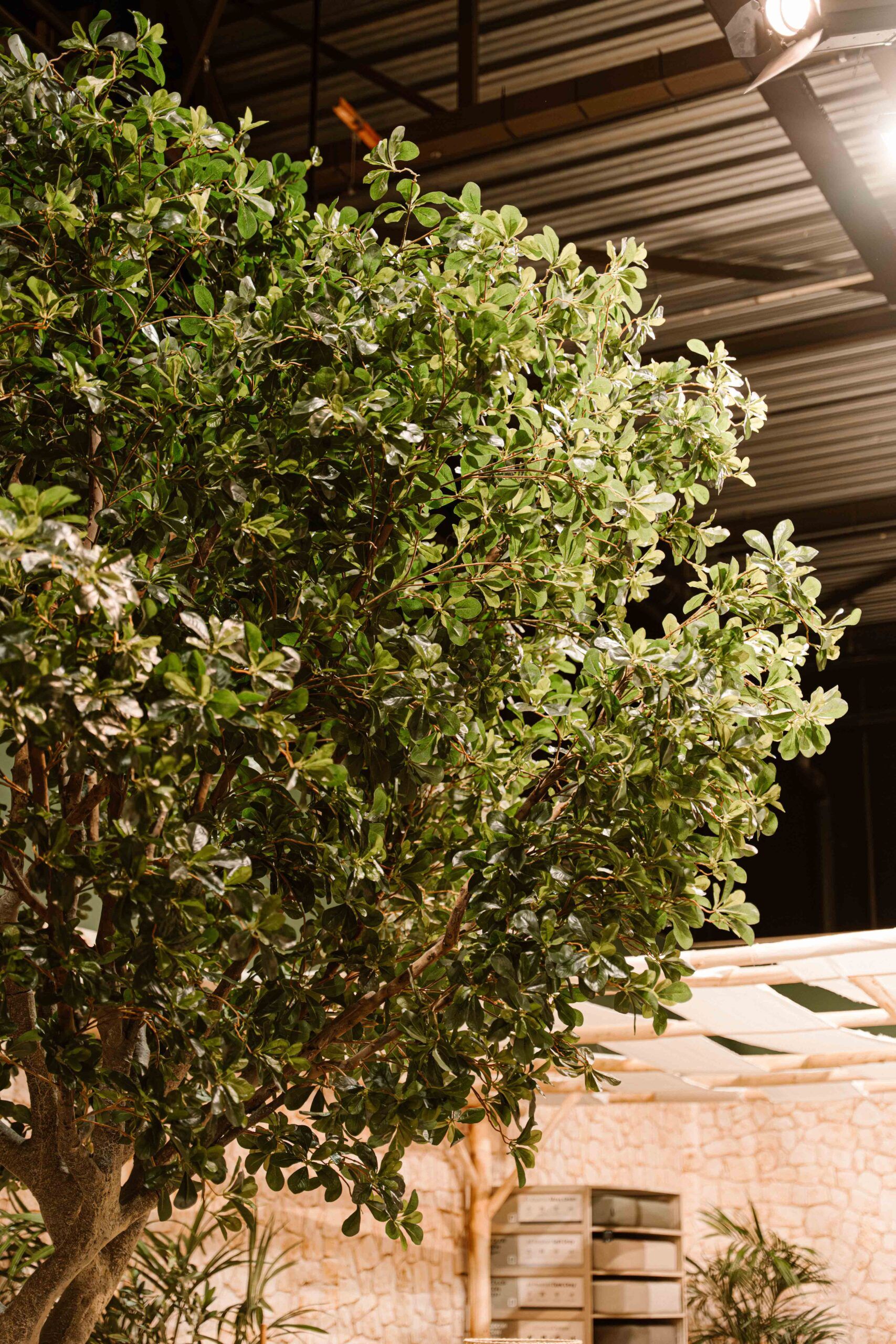 Indore Silva - Kunstmatige Ficusboom XXL - 400cm -