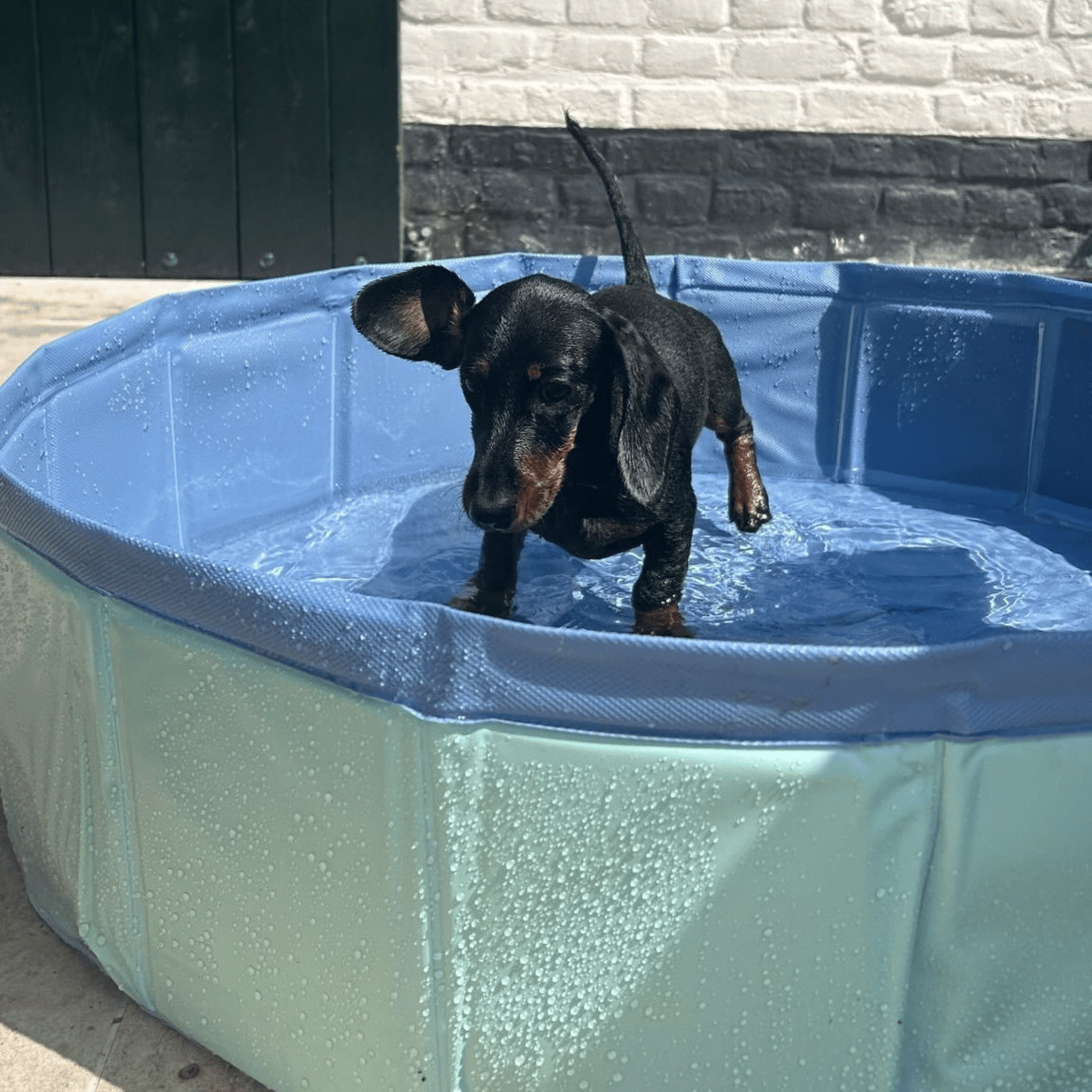 honden-zwembad-blauw-swim-essentials-3