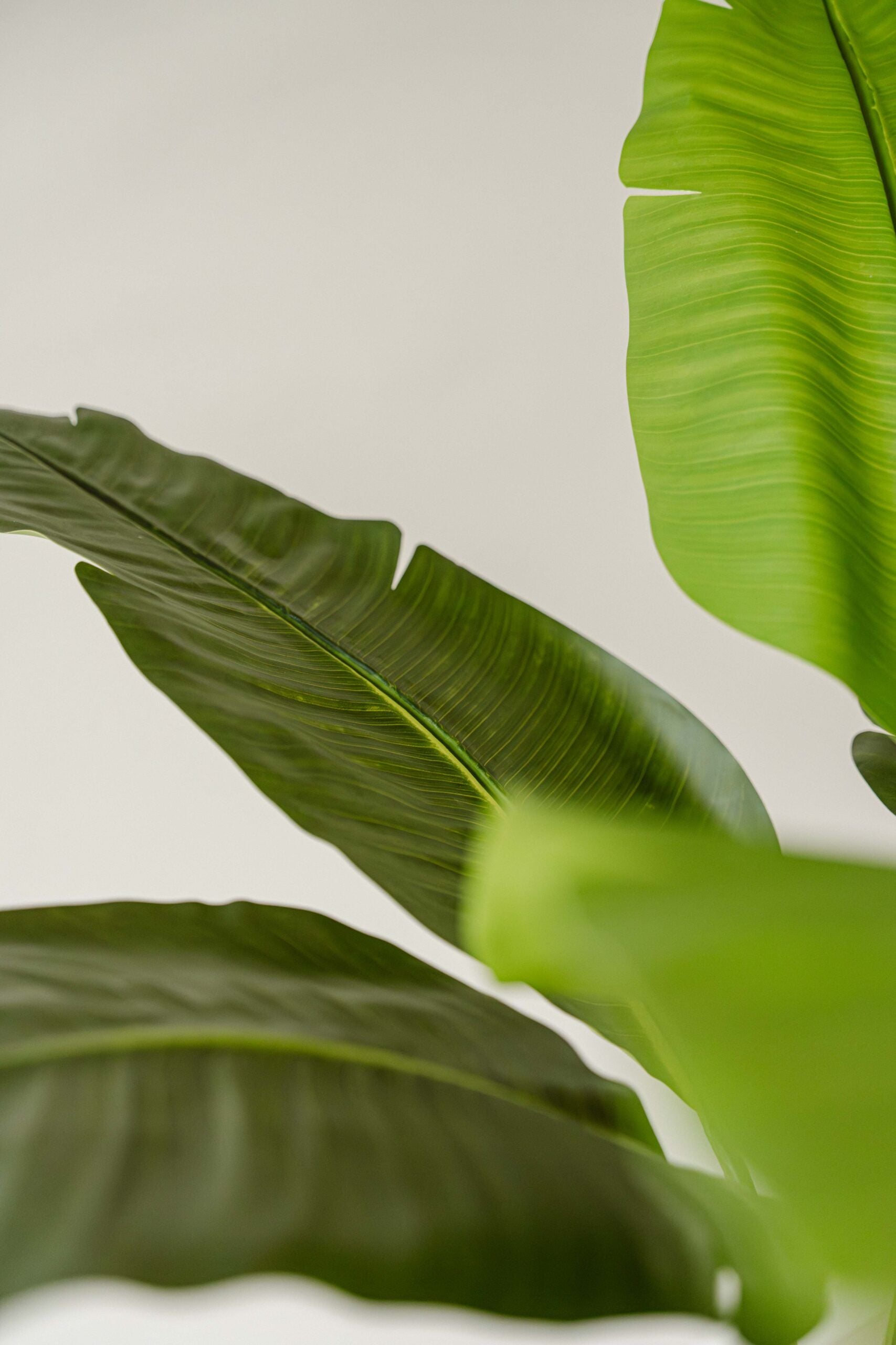 Indore Silva - Artificial Banana Plant - 170cm - Delivery time 1-2 weeks