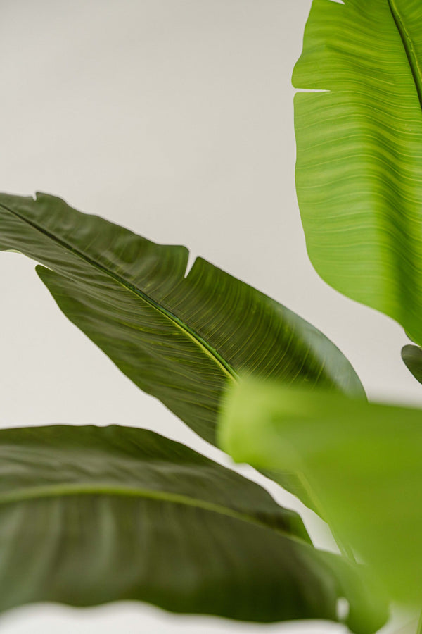 Indore Silva - Artificial Banana Plant - 170cm - Delivery time 1-2 weeks
