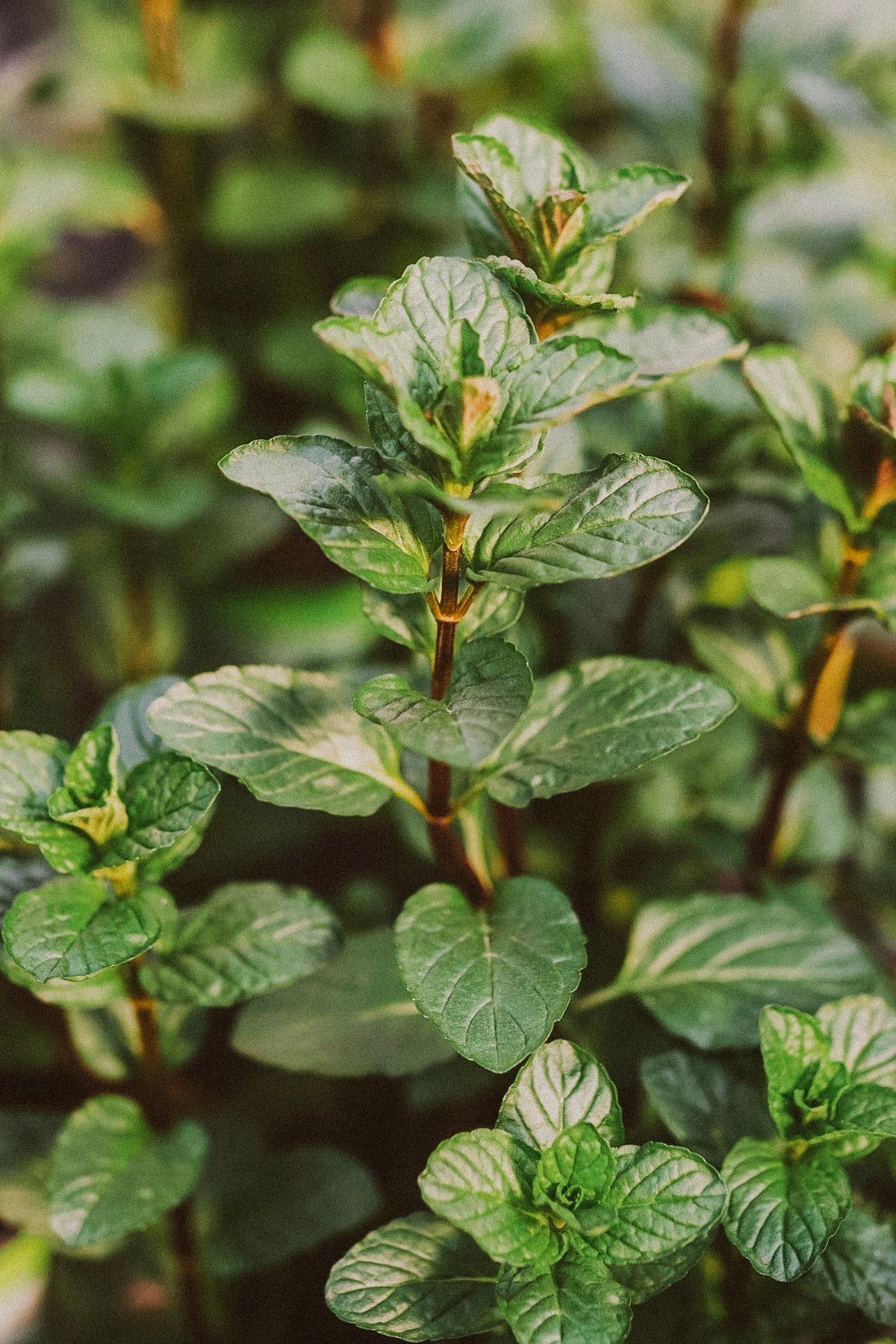 EKO Idrosol di Menta Piperita