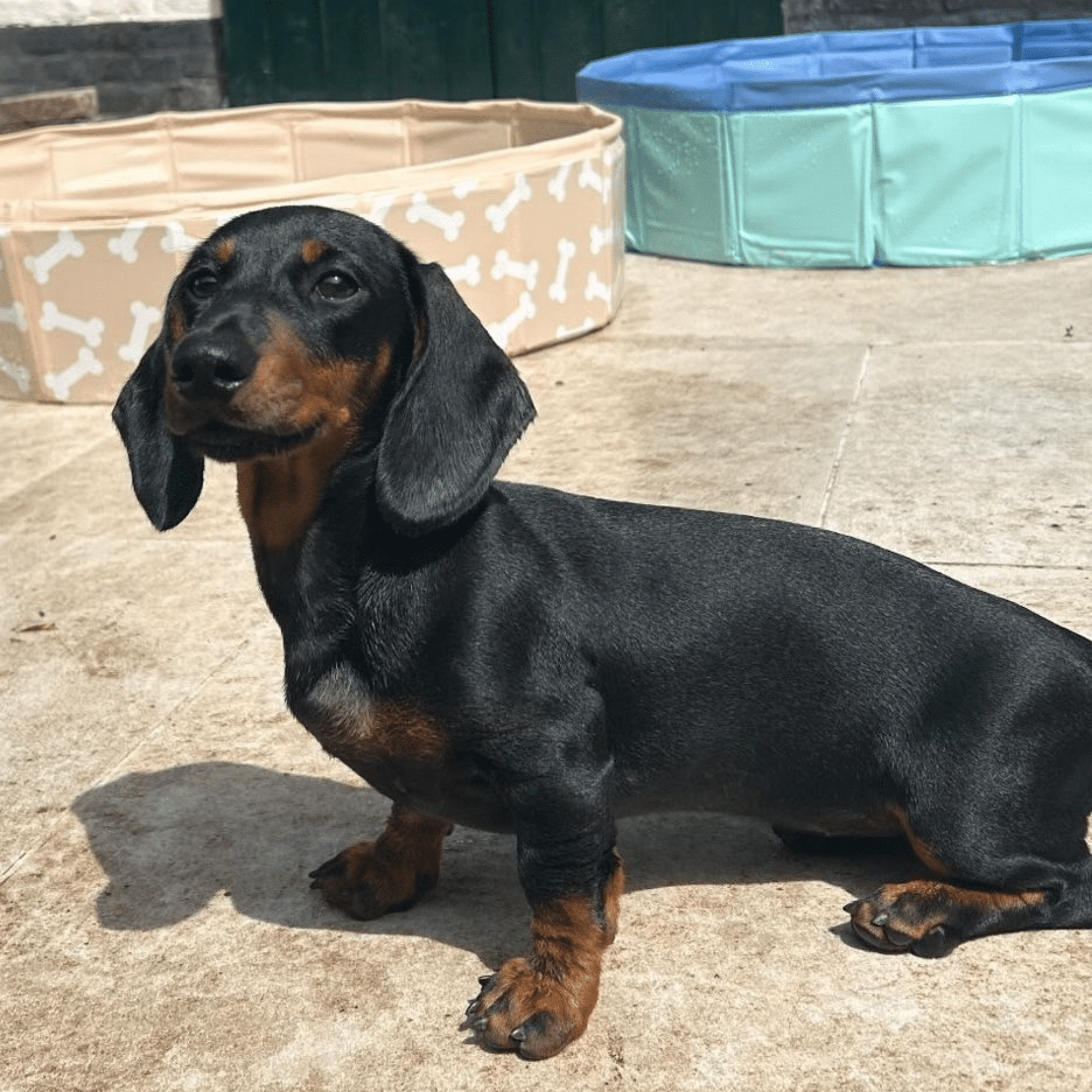 honden-zwembad-blauw-swim-essentials-4