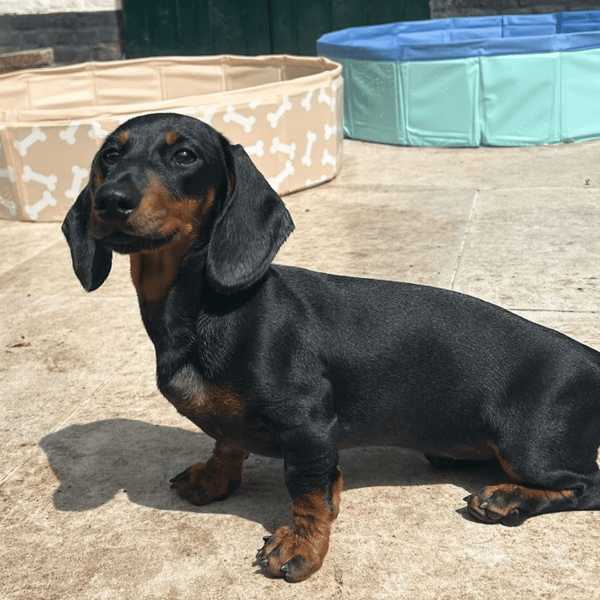 honden-zwembad-blauw-swim-essentials-4