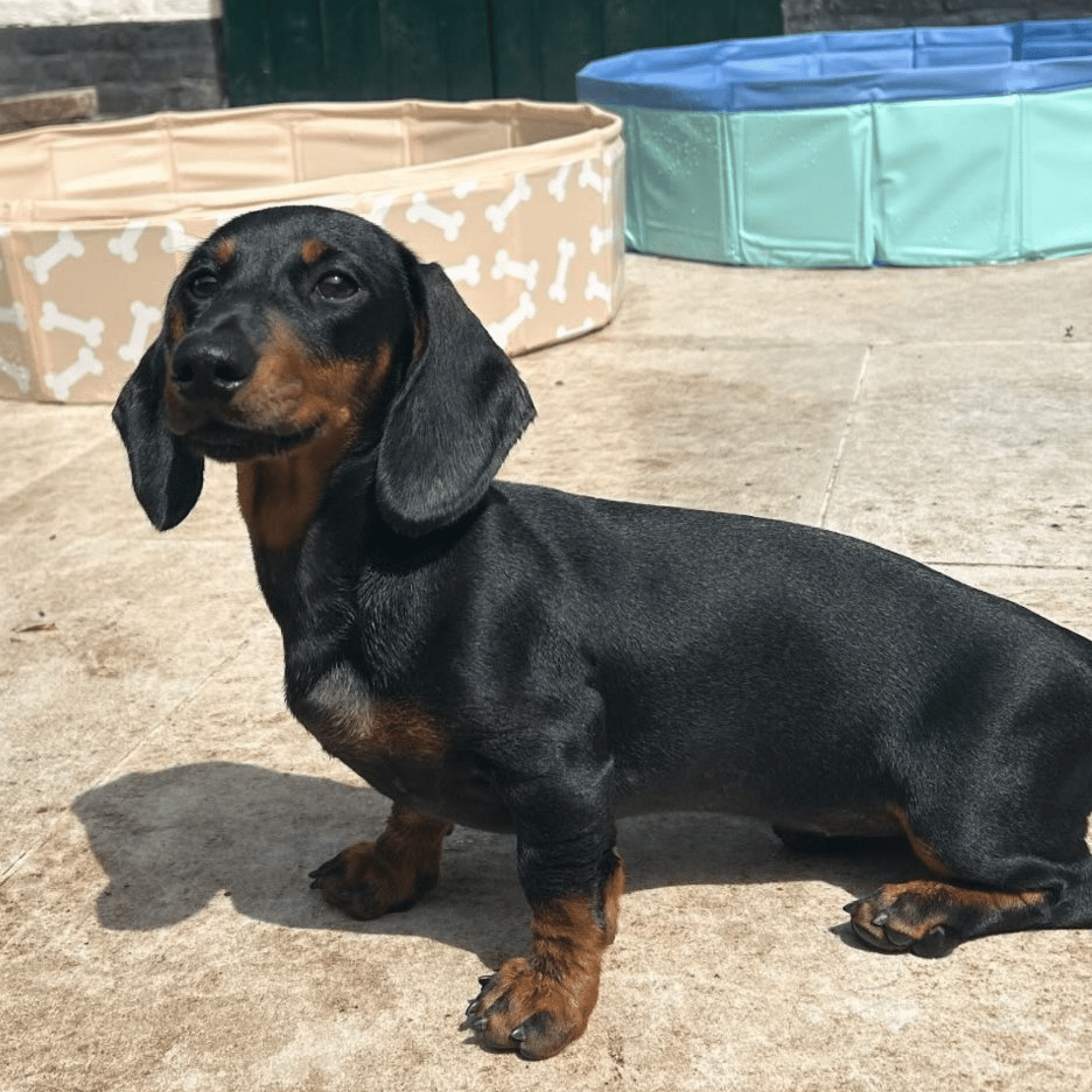 honden-zwembad-blauw-swim-essentials-4