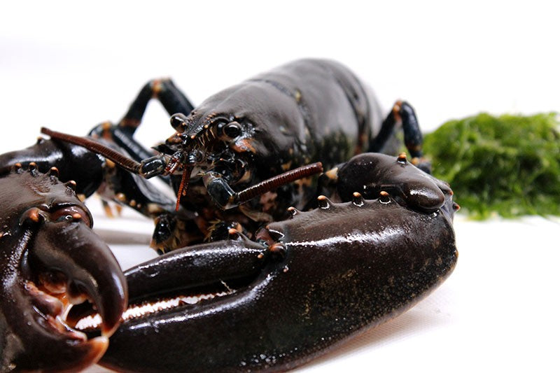Bogavante azul