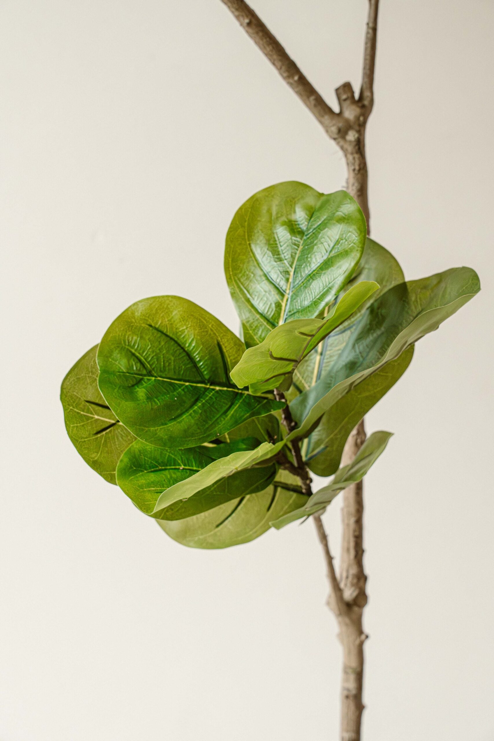 Indore Silva - Kunstplant Vijg - 190cm