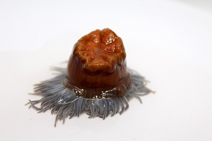 Sea Urchin. Anemone