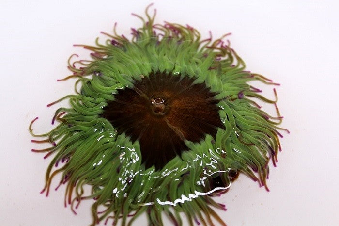 Sea Urchin. Anemone