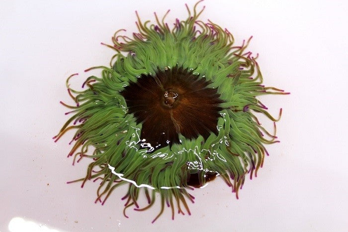 Sea Urchin. Anemone