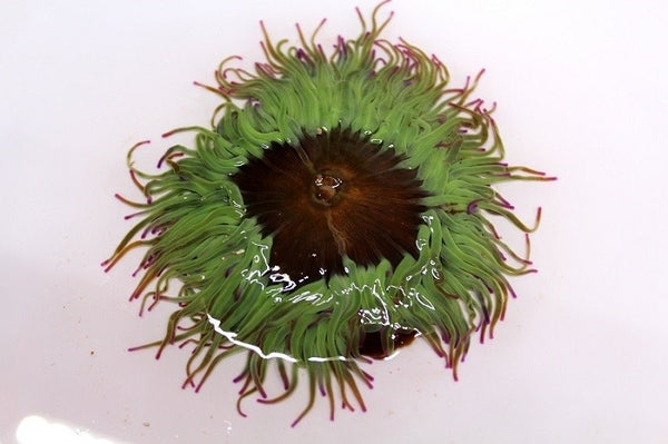 Sea Urchin. Anemone