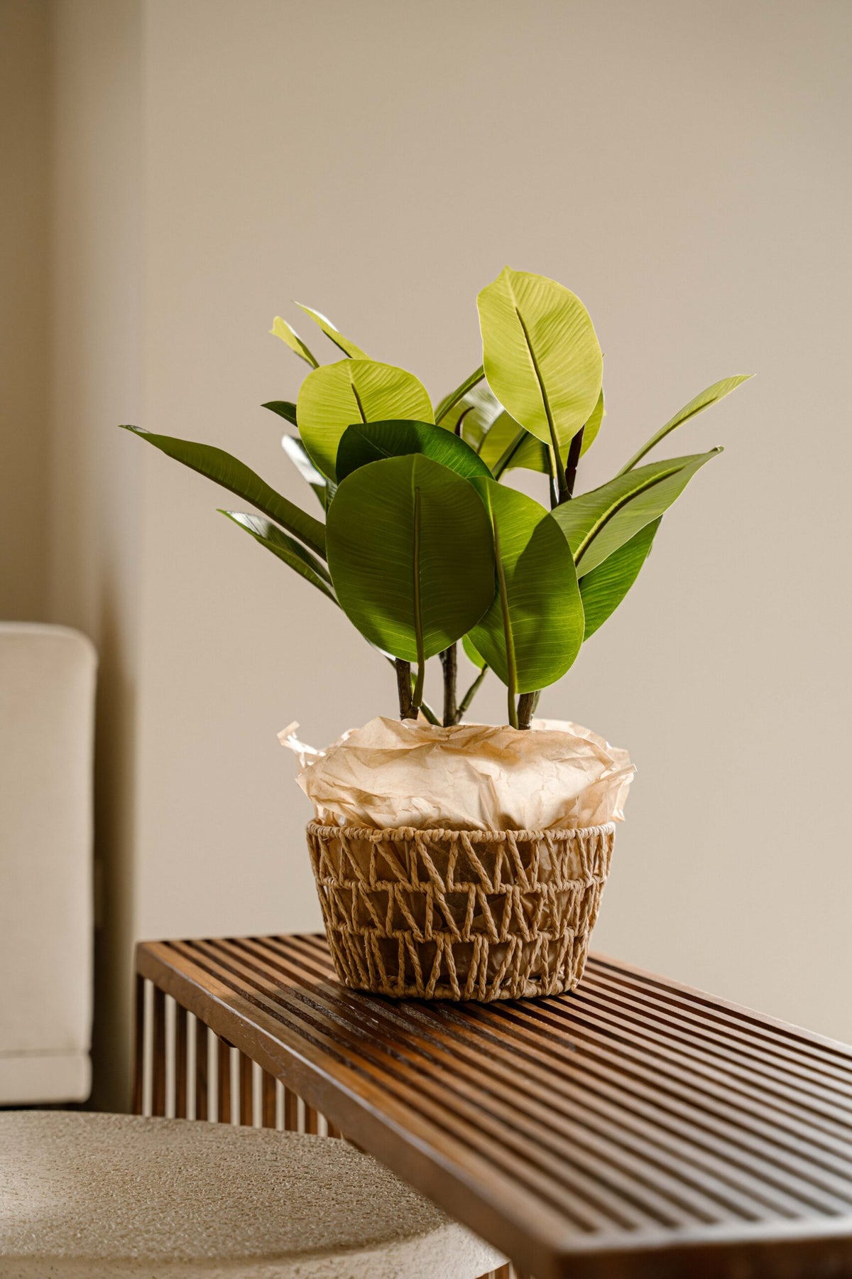 Indore Silva - Artificial Plant Clusia - 40cm
