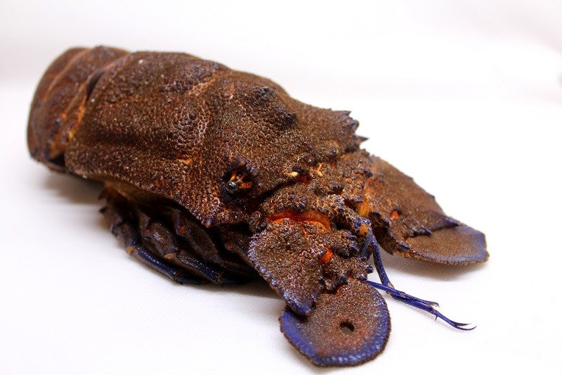 Royal Crawfish - Sea Cicada