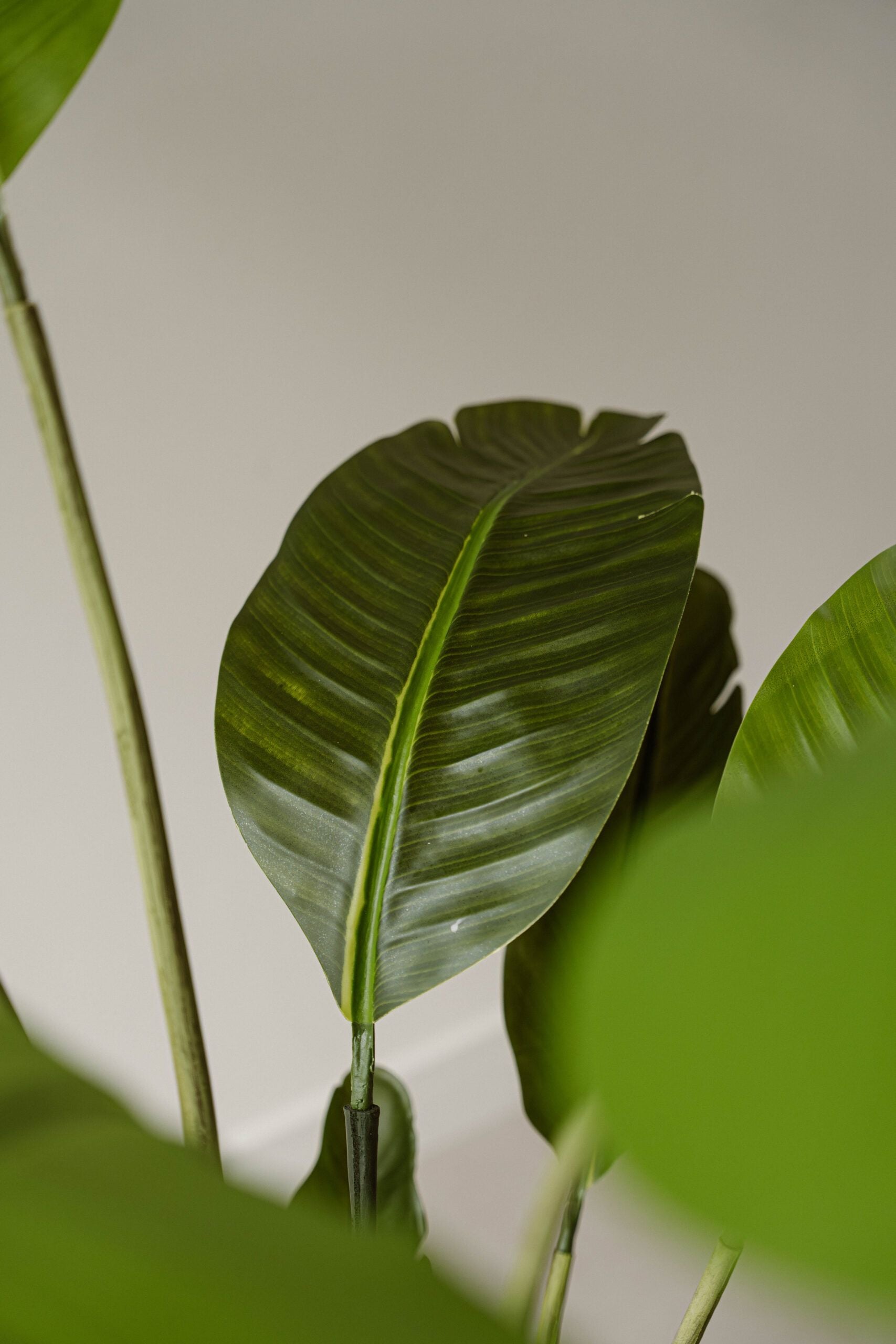 Indore Silva - Artificial Plant Strelitzia - 150cm