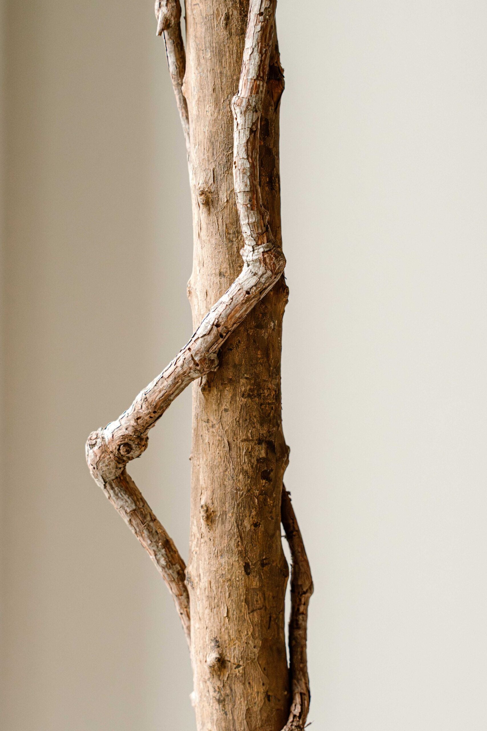 Kunst Olijfboom 190 cm – Mediterrane Olijfboom Kunstplant – Grote Kamerplant – Indore Home