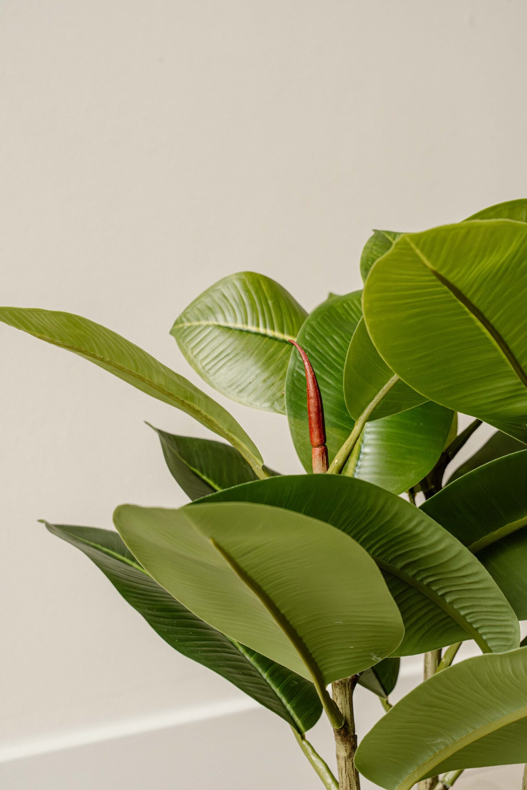 Indore Silva - Artificial Plant Clusia - 40cm