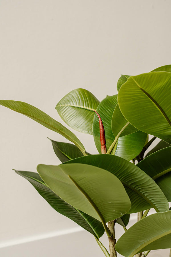 Indore Silva - Artificial Plant Clusia - 40cm