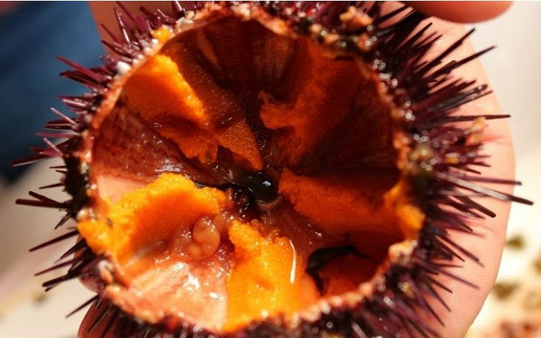 Hueva de erizo de Mar