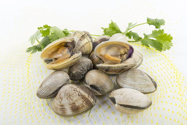 Almeja japonica gallega