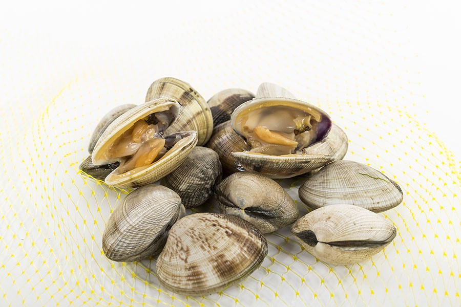 Almeja japonica gallega