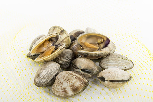 Almeja japonica gallega