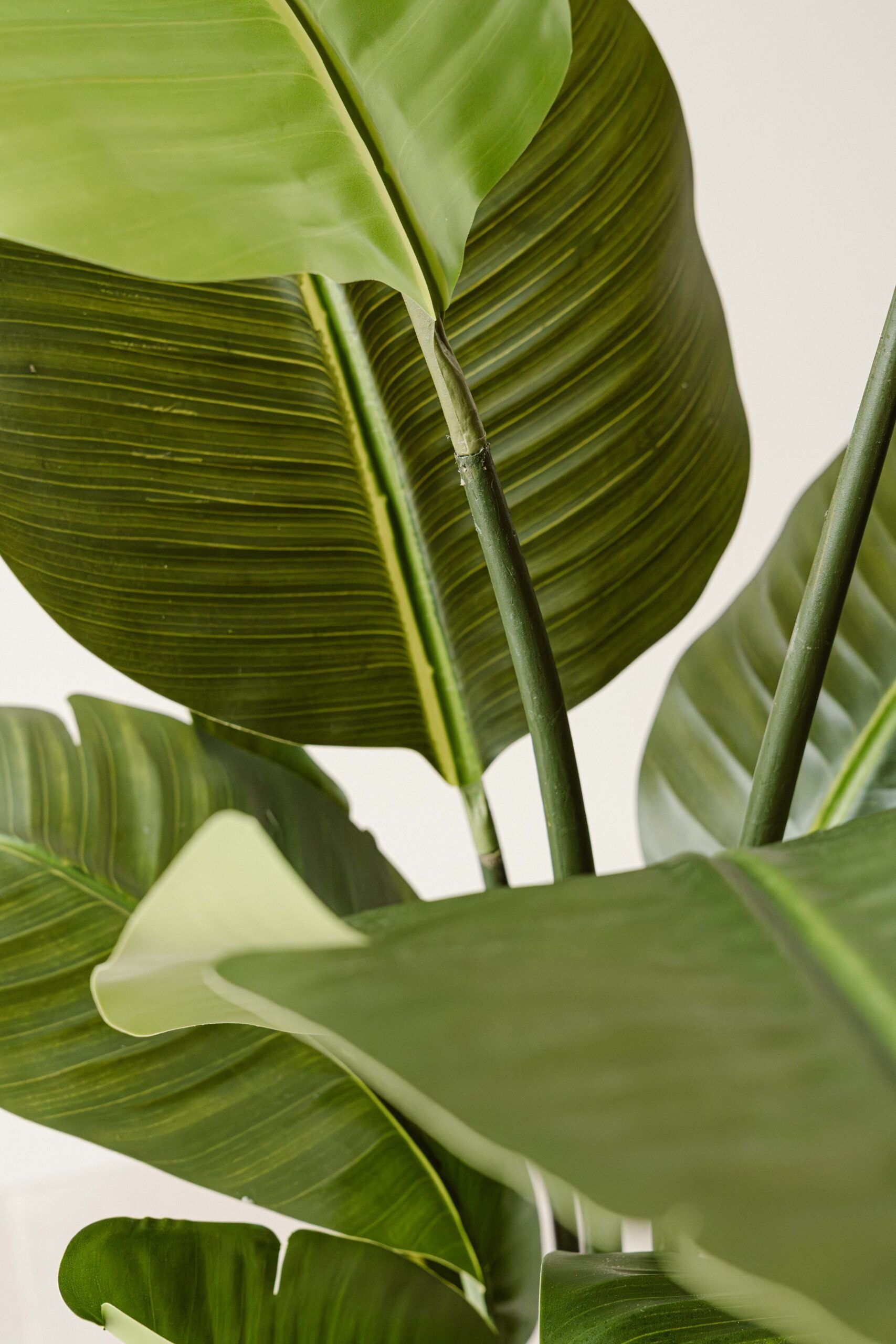 Indore Silva - Kunstplant Strelitzia - 160cm - Levertijd 3-5 dagen