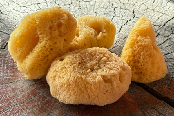 Cosmetic Sea Sponge 6x8 cm
