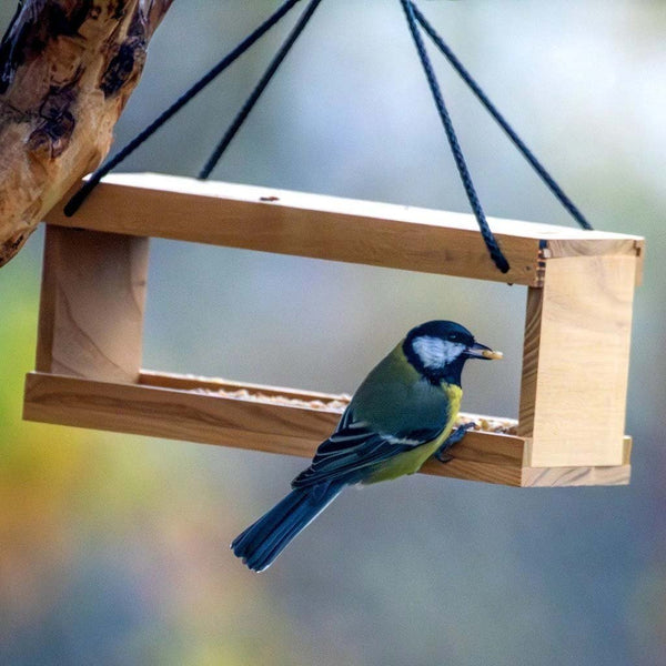 Feeder RYNK