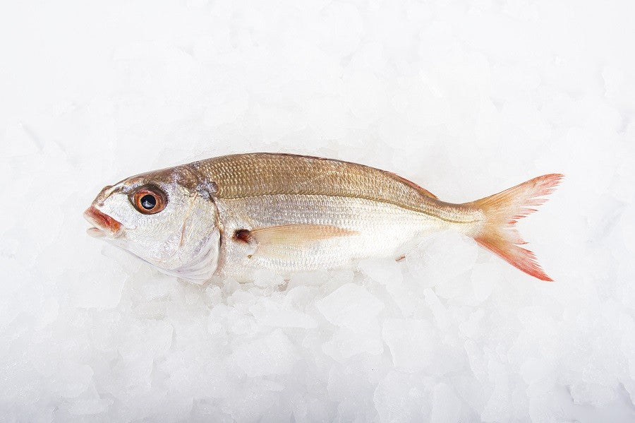 Besugo bicudo gallego