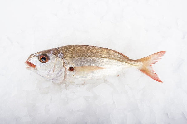 Besugo bicudo gallego