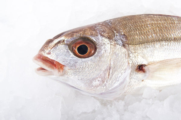 Besugo bicudo gallego