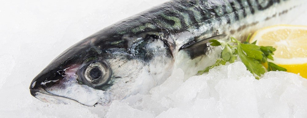 Galician Mackerel (Xarda)