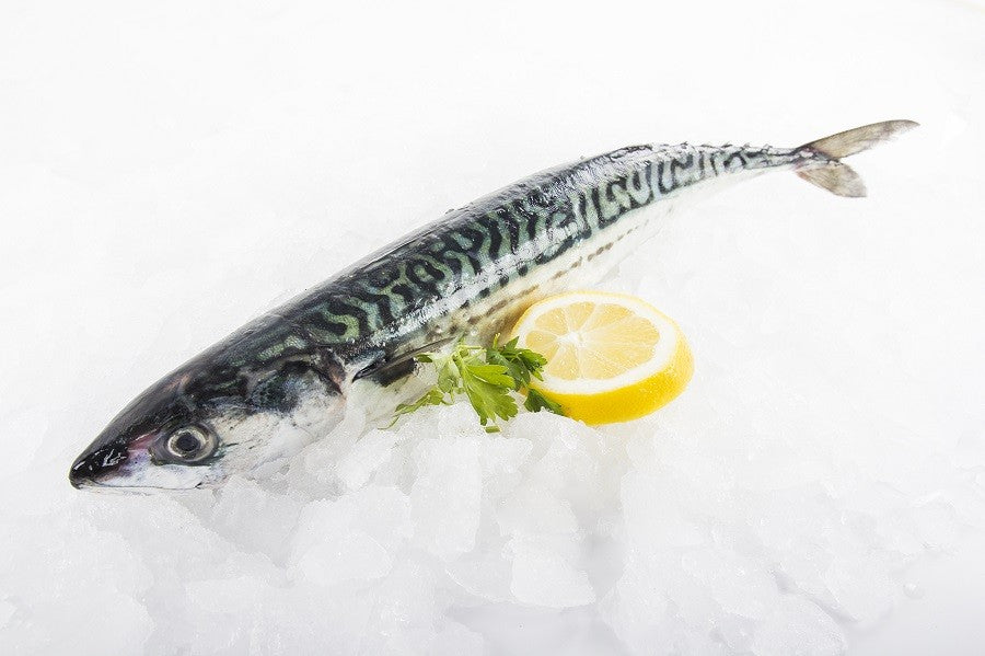 Galician Mackerel (Xarda)