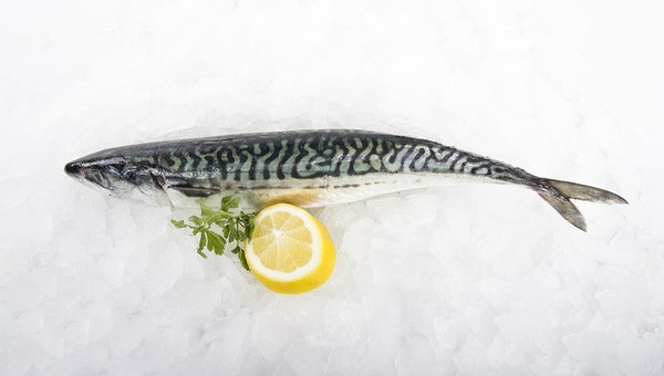 Galician Mackerel (Xarda)