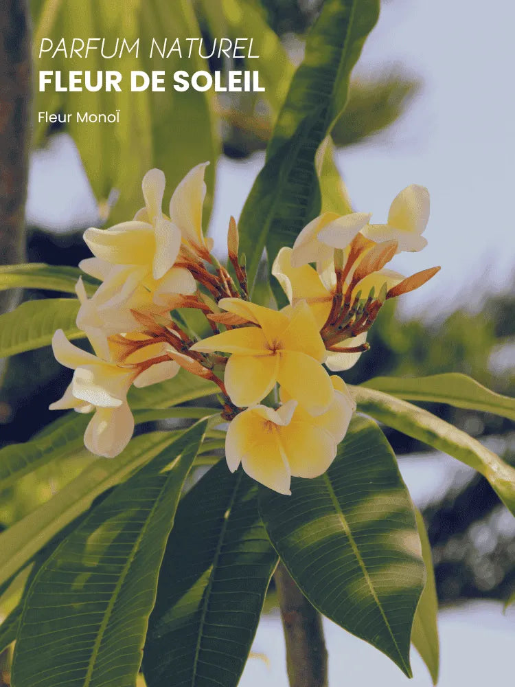 Beauty Oil Flower of the Sun