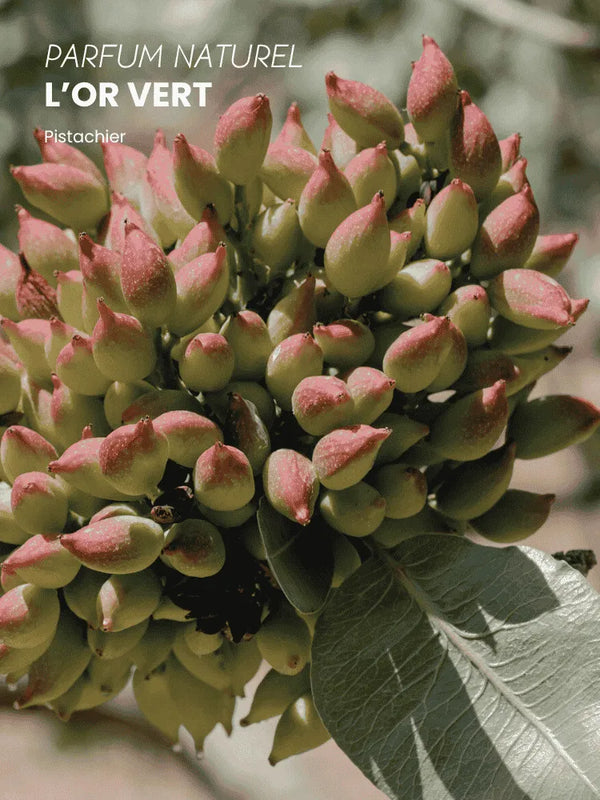 Beauty Oil L'Or Vert