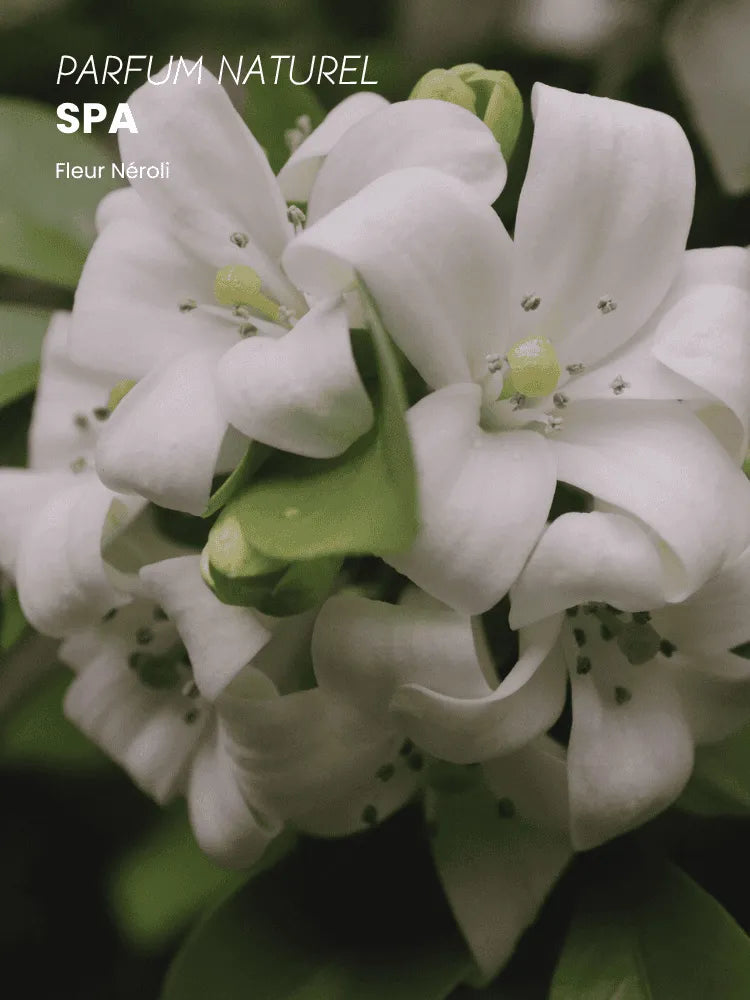 Huile de beauté Spa