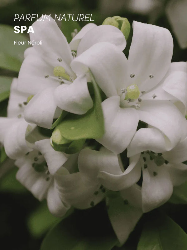 Huile de beauté Spa