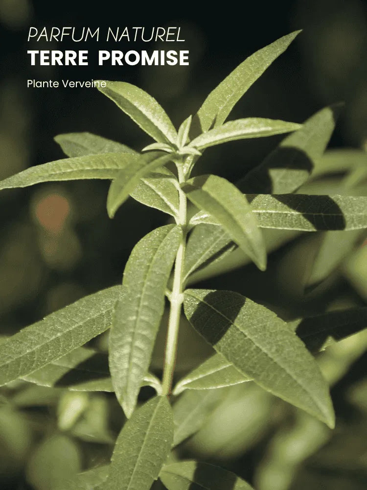 Beauty Oil Earth Promise