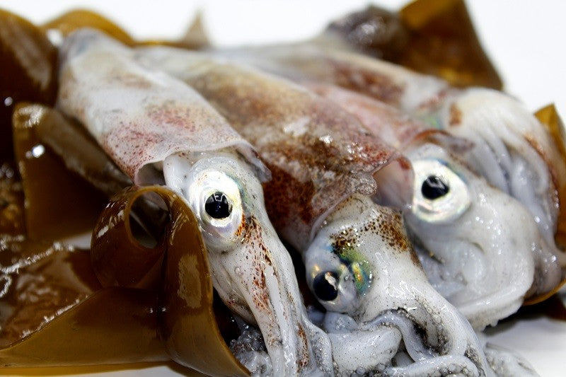 Galician squid