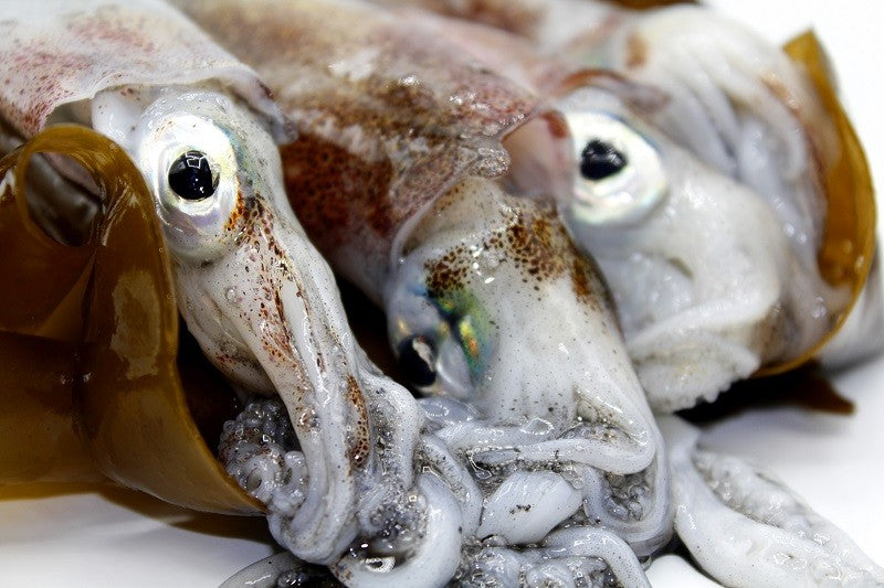 Galician squid