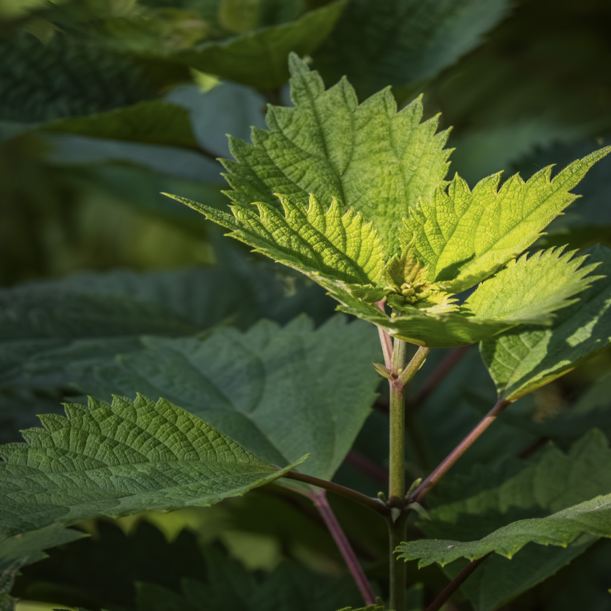 NETTLE Hair Shampoo