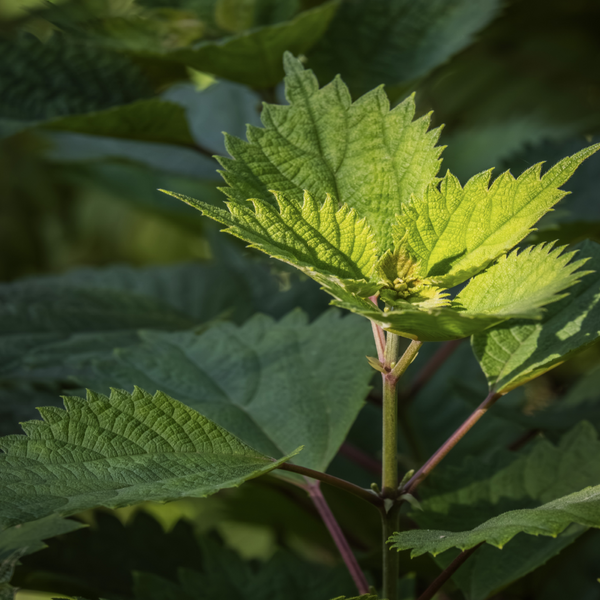 NETTLE Hair Shampoo