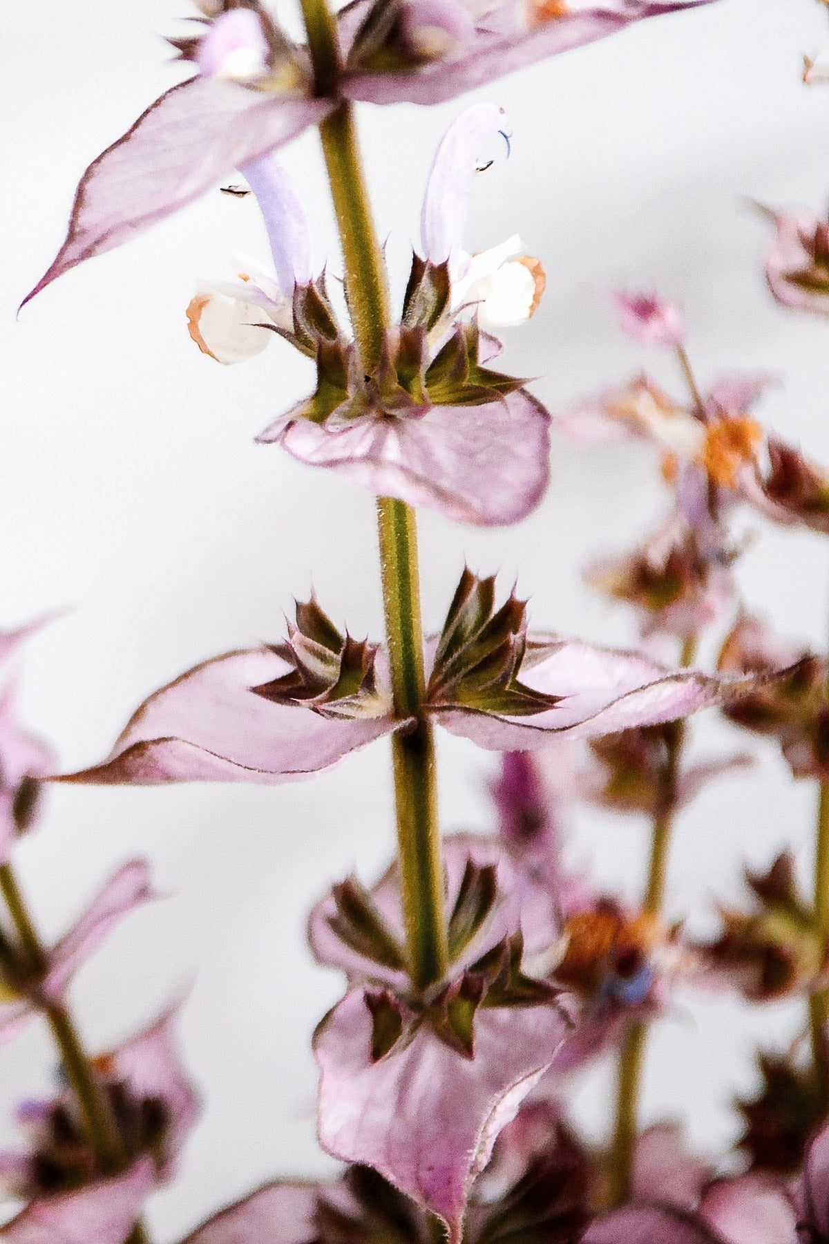EKO Hydrosol Clary Sage