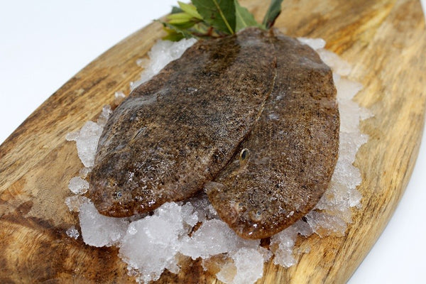 Galician Acedía (Sand Sole)