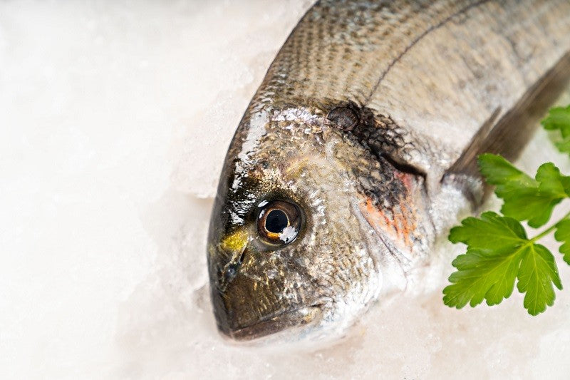 Dorada Gallega