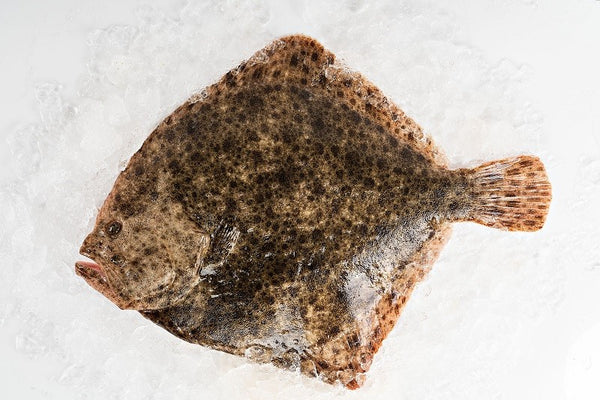 Wild Galician Turbot
