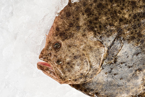 Wild Galician Turbot
