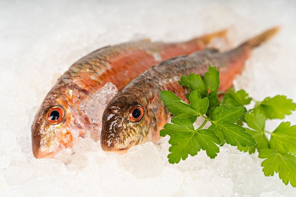 Galician Red Mullet