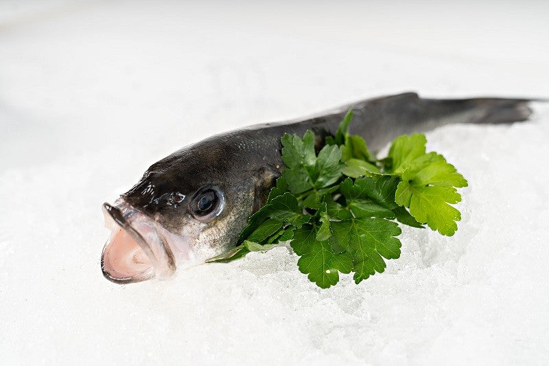 Galician wild sea bass